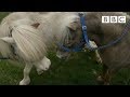 Miniature Horses Go Dating ️ Ronnie S Animal Crackers BBC