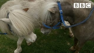 Miniature horses go dating ❤️ | Ronnie's Animal Crackers - BBC