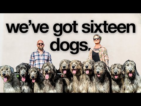 Inside the Life of the World’s Biggest Dog Family