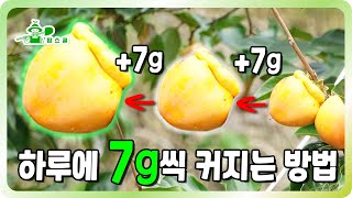 수확이 다가오는 지금 당신의 감을 하루에 7g씩 성장시켜 드립니다!!ㅣ대과 만들기 ㅣ안보면 후회하는 영상