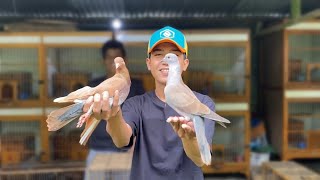 Download lagu MERPATI VS TEKUKUR GIRING KEKET mp3 Download lagu MERPATI VS TEKUKUR GIRING KEKET mp3