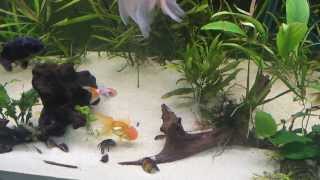 preview picture of video 'Goldfish Aquarium Oranda,Ranchu,Wakin,VeilTail,Redcap'