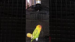 Download lagu inspirasi dari sang legenda lovebird kusumo (video 2) mp3