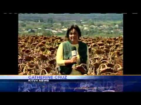 First Test Crops For Fuel In Full Harvest