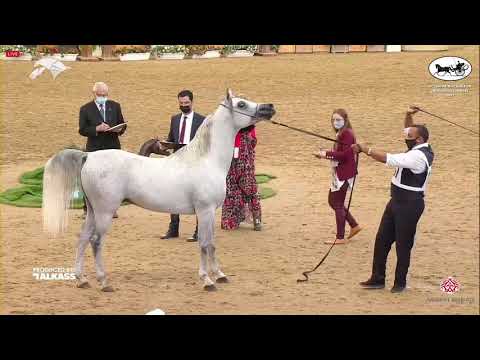 N 167 SALEEL   6th Qatar Nat  Arabian Peninsula HS for individual Owners   Stallions 4 6 Years Old C