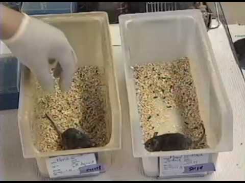 What happens when MAO A is 'knocked out'?