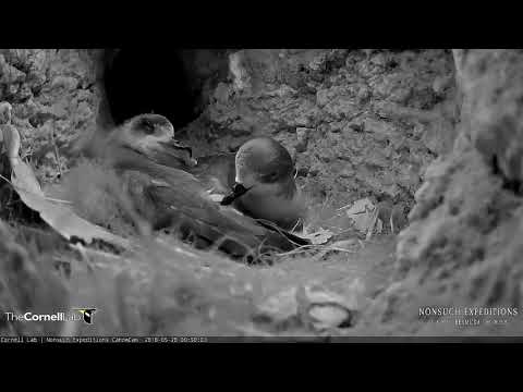 Last Parental Visit Before Fledge on Cahow Cam – May 28, 2018