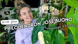 Philodendron Jose Buono 101: Tips + Tricks For Huge, Healthy Growth 🌿