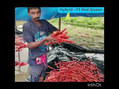 , title : 'Best Carrot|Everything You Need To Know About Red Queen Carrot|Somani Seedz Ki Gajar'