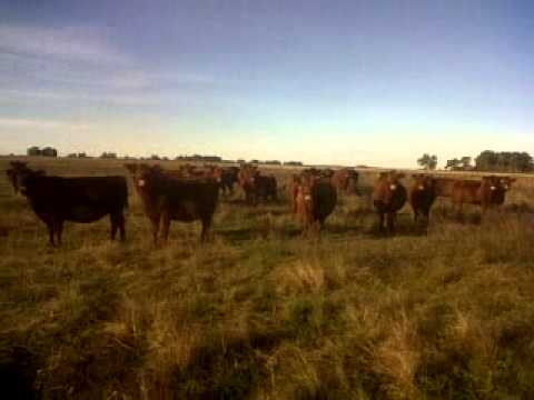 Colombo y Colombo S.A. Aberdeen Angus Colorado