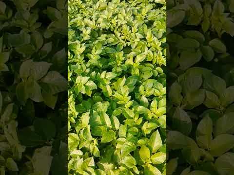 S4 potato Verity #shorts