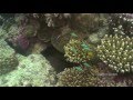 Giant Moray Gymnothorax Javanicus