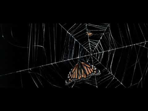 KKGRY & D$ -  🕸🕸 TELARAÑA 🕸🕸