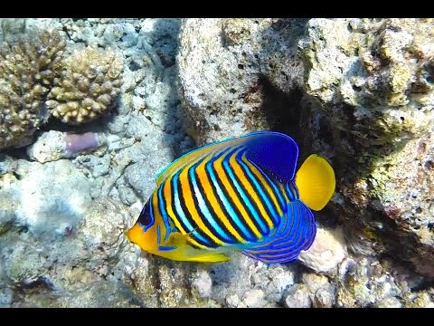 Maldive - Athuruga - Ari South - House Reef Snorkeling [ GoPro ]