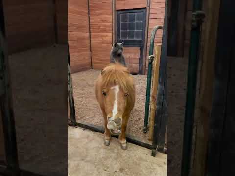 Horse #cat #ride #funny/Cheval #chat #ride #drôle/Caballo #gato #paseo #divertido
