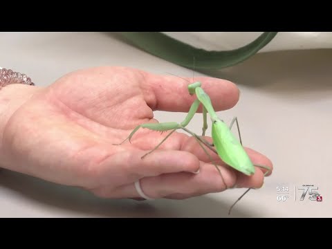 Zach at the Zoo: Giant Asian Mantis