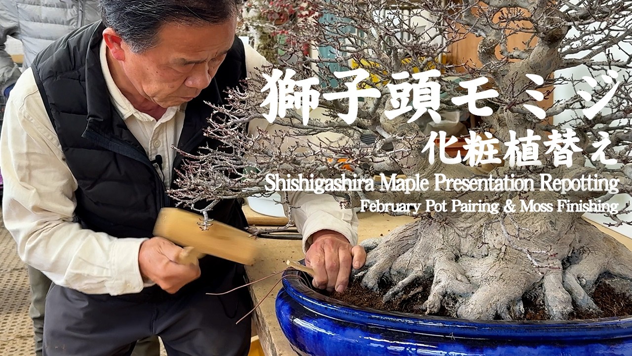 獅子頭モミジの化粧植替え ～2月に行う鉢合わせと苔仕上げ～