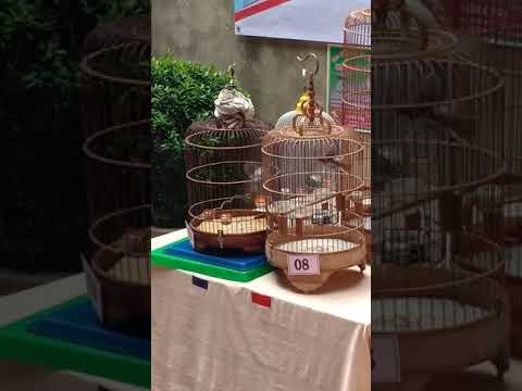 Đá chim sâu đầu đỏ 02