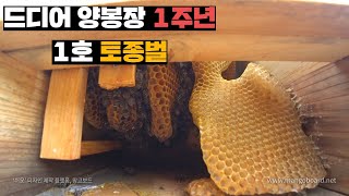 벌줍해온지 1주년에 위기가 찾아온 1호 토종벌