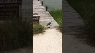 Blue Heron Pensacola