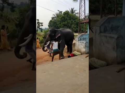 Real Footage: Elephant Causes Commotion in Village, People Scatter!”