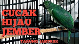 Download lagu cucak hijau jember jamtrok mp3