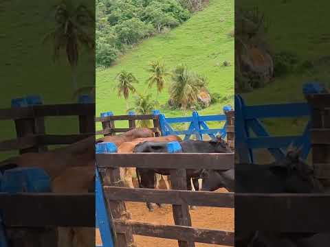 Feira do gado sitio Riachão do Ingá. Tanque d Arca- AL #gado #sitio