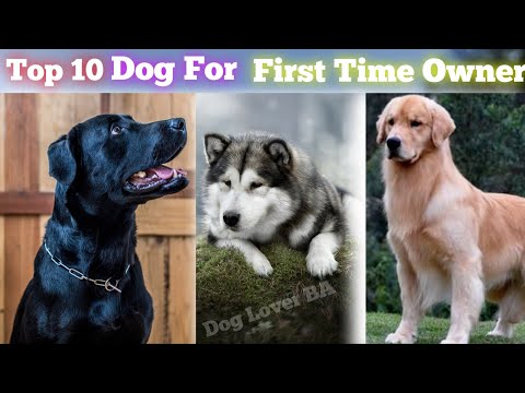 Top 10 Dogs For First Time Dog Owner #dogforfirsttimedogowner #bestdog #dog #dogloverba