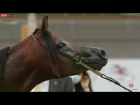 N 413 BADI ATHBAH   23rd Qatar National Arabian Horse Show   Stallions 4 6 Years Old Class 12A