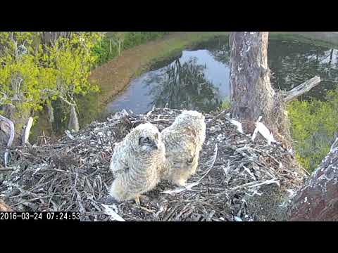 Curious Owlets Head-bobbing and Flapping | Savannah Great Horned Owls Cam   24 March 2016