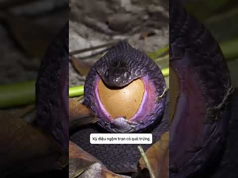 Con rắn nuốt trứng to gấp 3 lần cơ thể, cái kết khó tin 😱 #shorts #muônloàikỳthú #animals