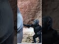 Baby gorilla annoys father