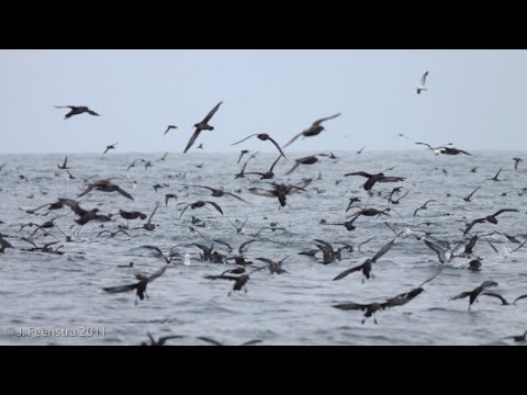 Tubenose Seabirds | Bird Identification Guide