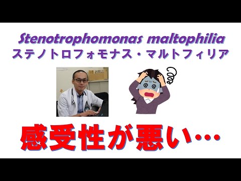 看護学科 Stenotrophomonas maltophiliaの薬剤感受性を深掘りします！