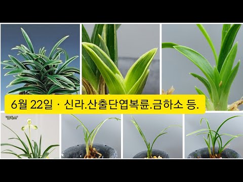 유튜브 썸네일