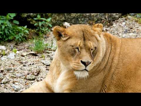 Lions in 4K 10 bit color - African Wild Animals