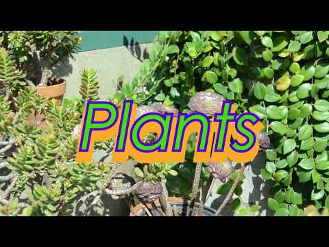 Animals/Plants: OfficialTrailer