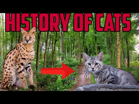 A brief history of Cats