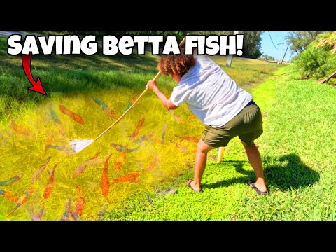 Saving WILD BETTA FISH Trapped In DRYING POND!