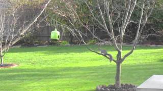 Persistent Squirrel.m4v