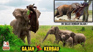 Download lagu Ketika Gajah vs Kerbau Liar Afrika Ketemu di Alam ... mp3