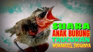 Download lagu Suara anak burung trucukan memanggil induknya mp3