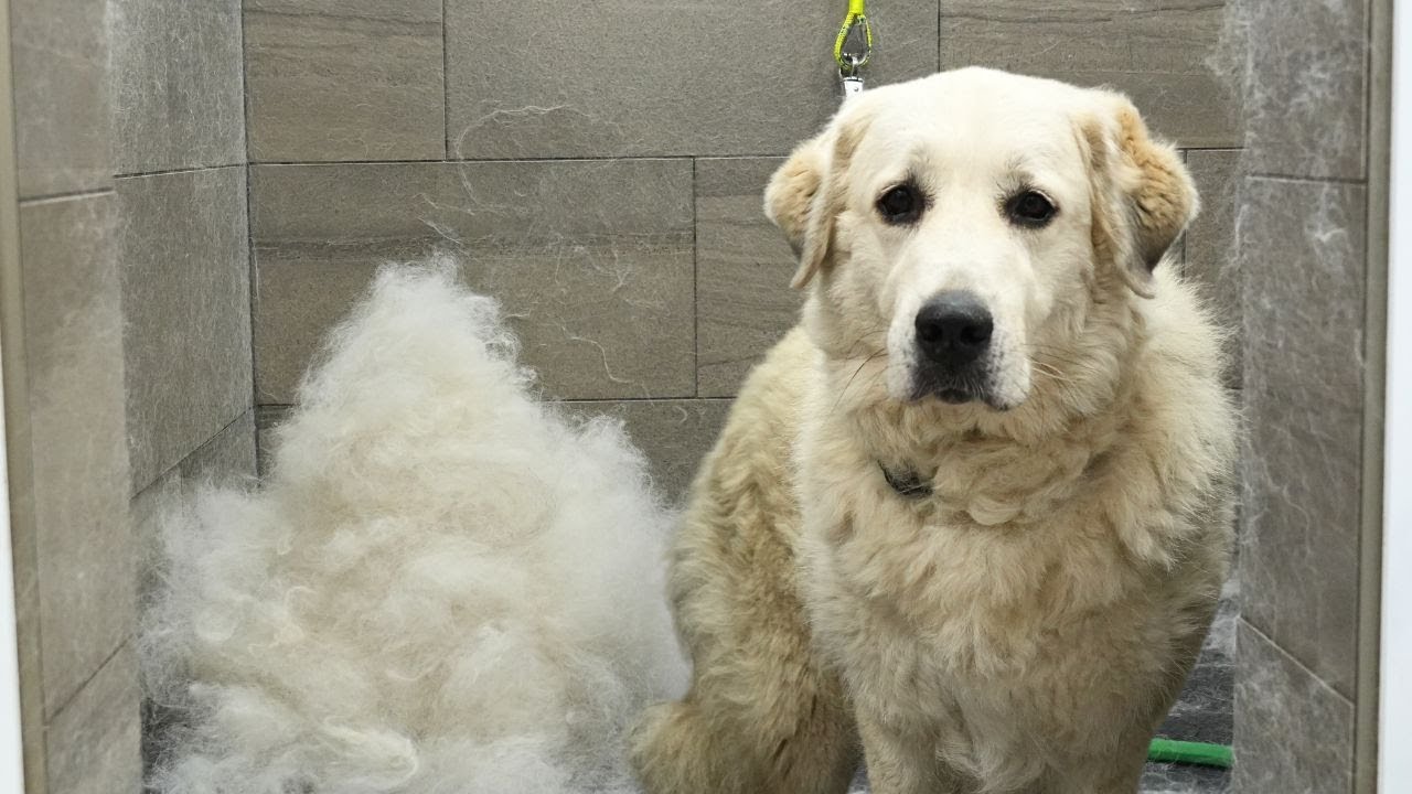 A Guardian Dogs First Ever Groom | Beautiful Owner Reaction ❤️