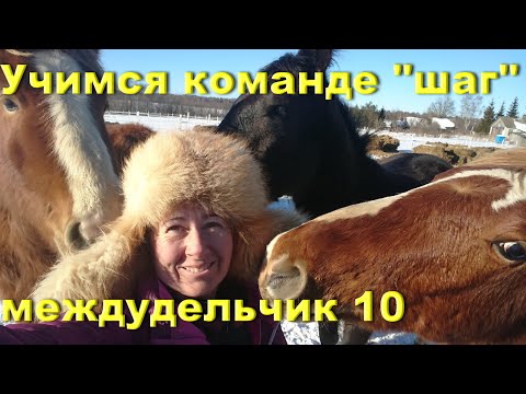 Обучение лошади первым командам. Уступка давлению, 'шаг'.