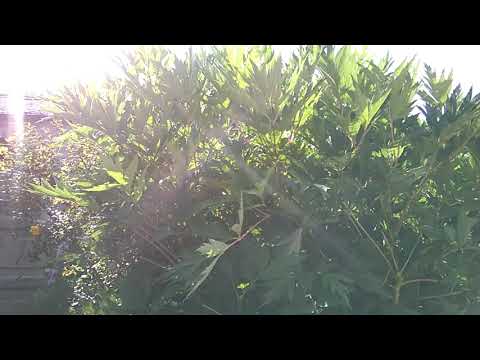 loud anoying bird!WP 20180804 16 14 52 Pro