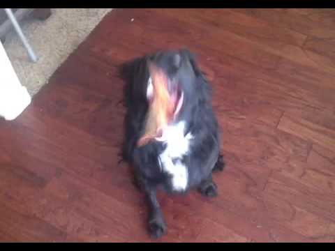 [EPIC!!] Dog Eats a Slice of pizza WHOLE!!! [EPIC!!]