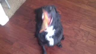 [EPIC!!] Dog Eats a Slice of pizza WHOLE!!! [EPIC!!]