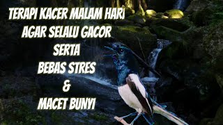 Download lagu Terapi kacer malam hari biar gacor terapi air mengalir mp3
