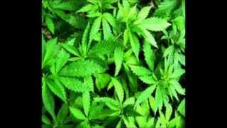 ConeCrewDiretoria - Sem a Planta