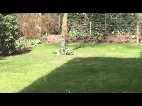 Cute squirrel in my Backyard🌷🌸💐so cute